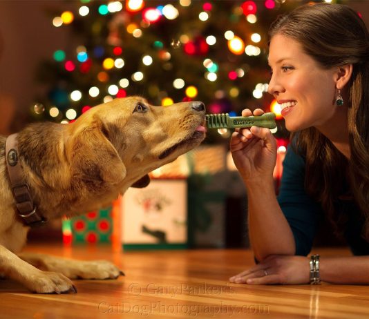 Sarbatorile pot fi periculoase pentru animale!