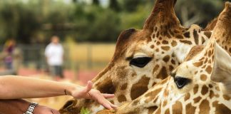 Top 10 gradini zoologice din Europa