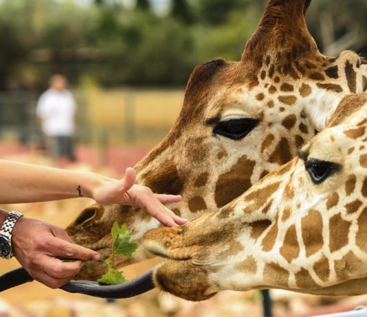 Top 10 gradini zoologice din Europa